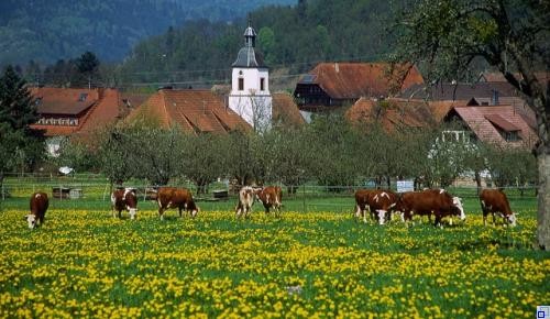 Kühe auf der Weide im Hintergrund Dächer und die Nikolauskirche
