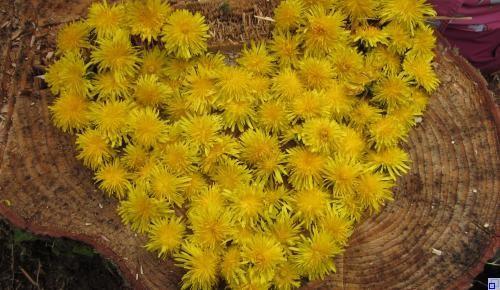 Löwenzahn Ein Herz aus Löwenzahnblüten liegt auf einem Baumstamm